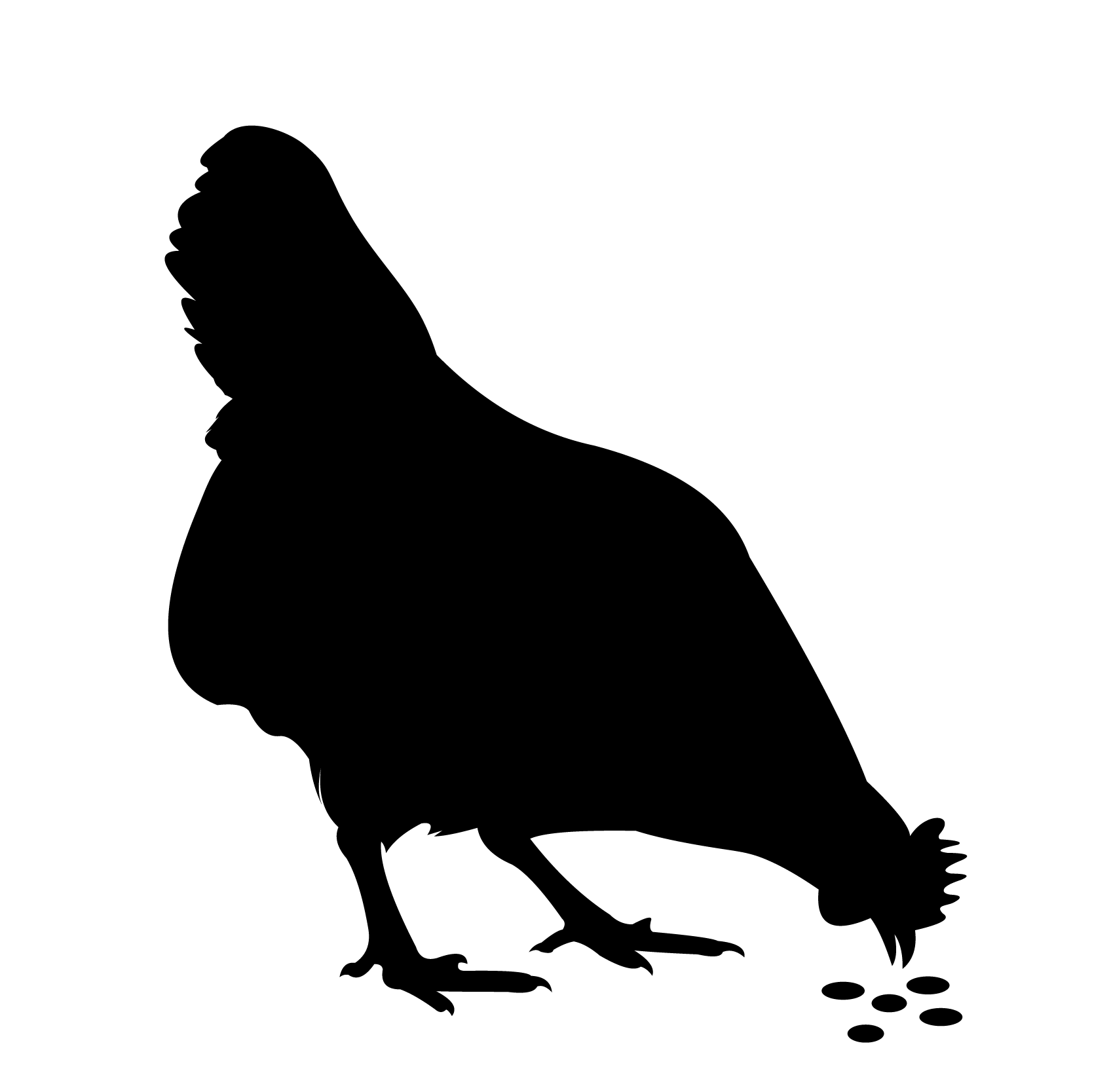 feed containing, consisting of, or produced from GMO: not submitted